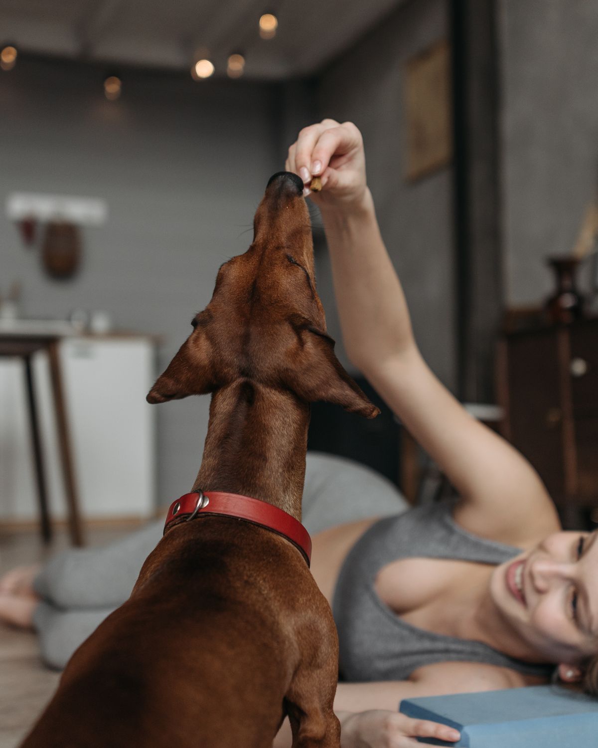 Hund tillsammans med sin ägare i hemmet