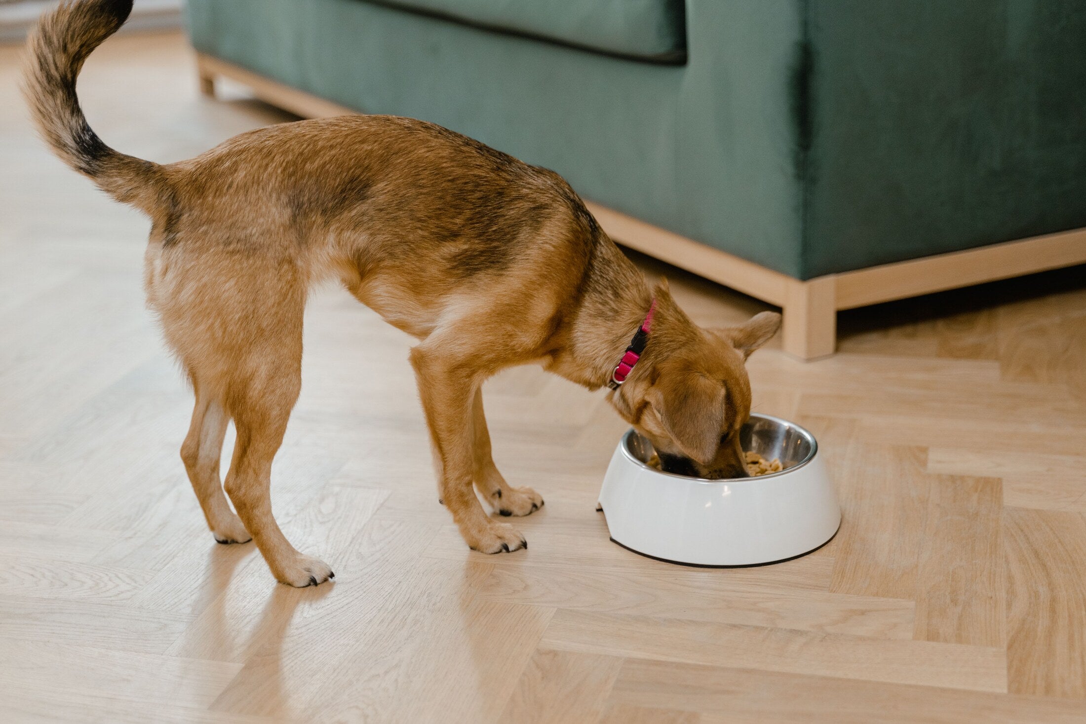 Hund äter ur sin matskål hemma
