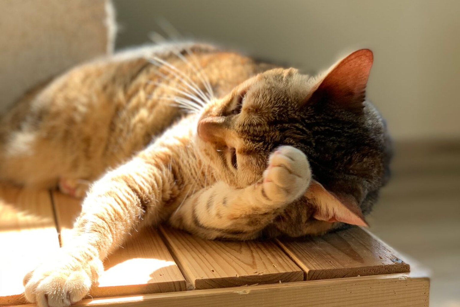 Katt vilar i naturligt solljus inomhus